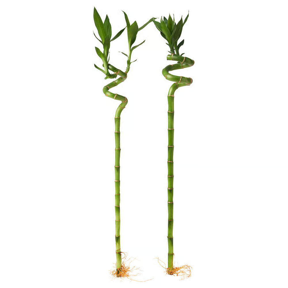 Szerencsebambusz Dracaena Sanderiana spirális szárral – elegáns beltéri dísznövény