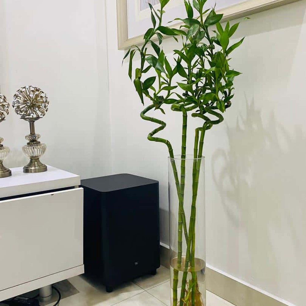 Szerencsebambusz Dracaena Sanderiana spirális törzssel – elegáns beltéri Feng Shui dísznövény