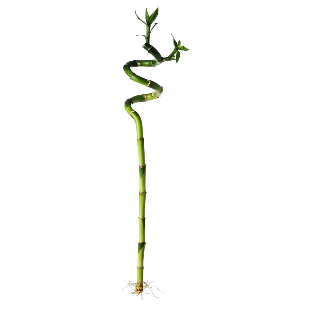 Szerencsebambusz Dracaena Sanderiana spirális törzssel – elegáns beltéri Feng Shui dísznövény