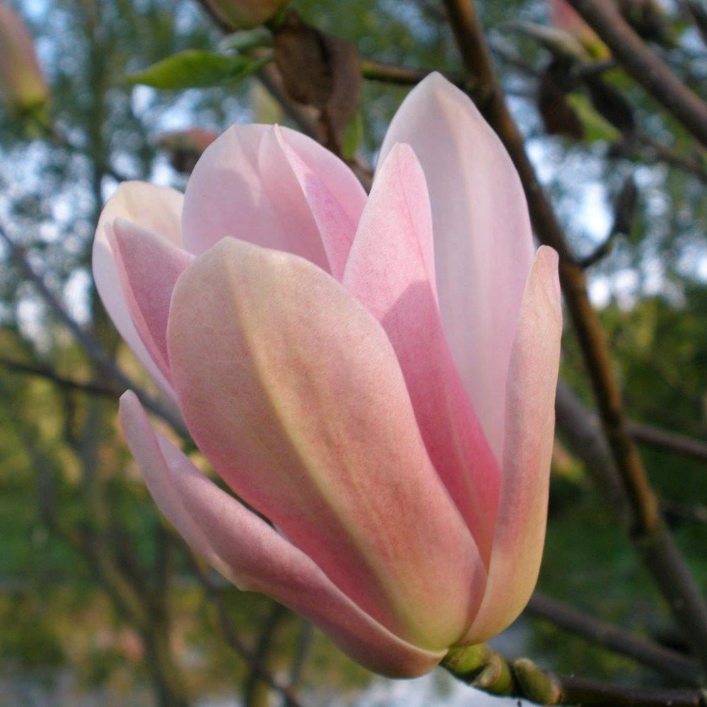 Magnolia Coral Lake, cu flori corai