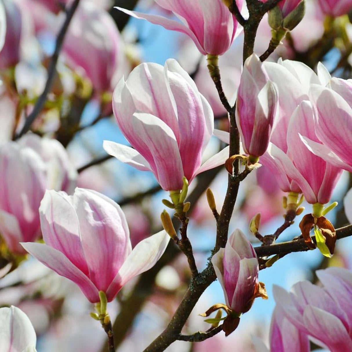 Magnolia alba-Roz George Henry Kern