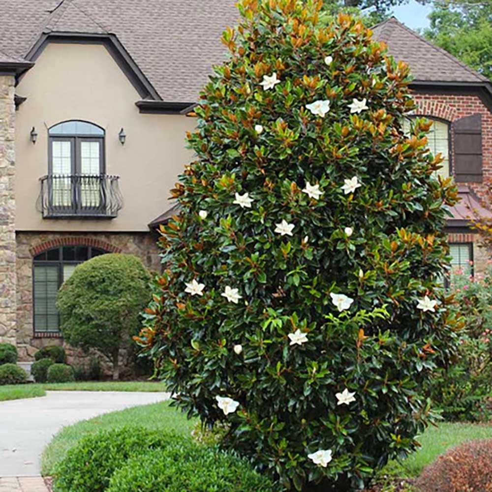 Magnolia Grandiflora Little Gem Vesnic Verde, cu Flori Albe