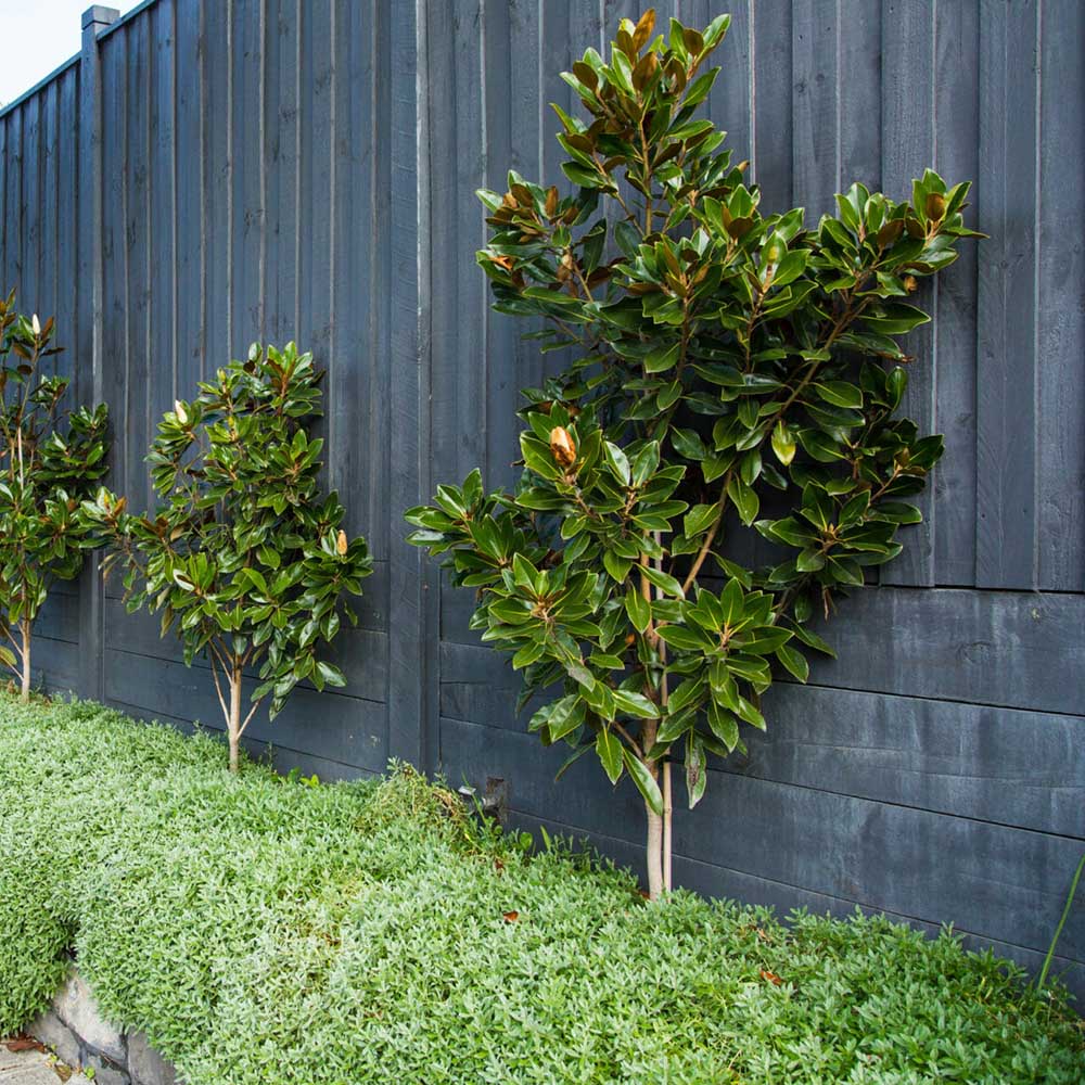 Magnolia Grandiflora Little Gem Vesnic Verde, cu Flori Albe