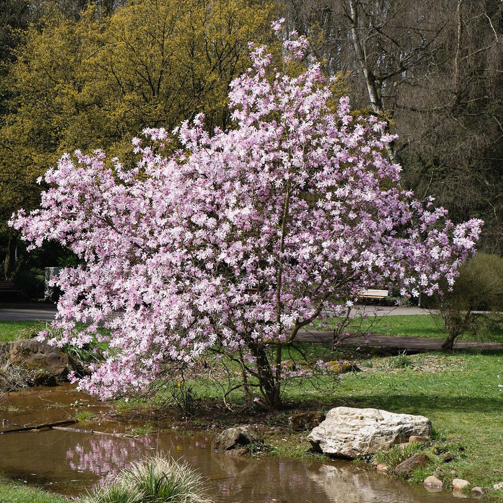 Magnolia roz-pal Leonard Mesel