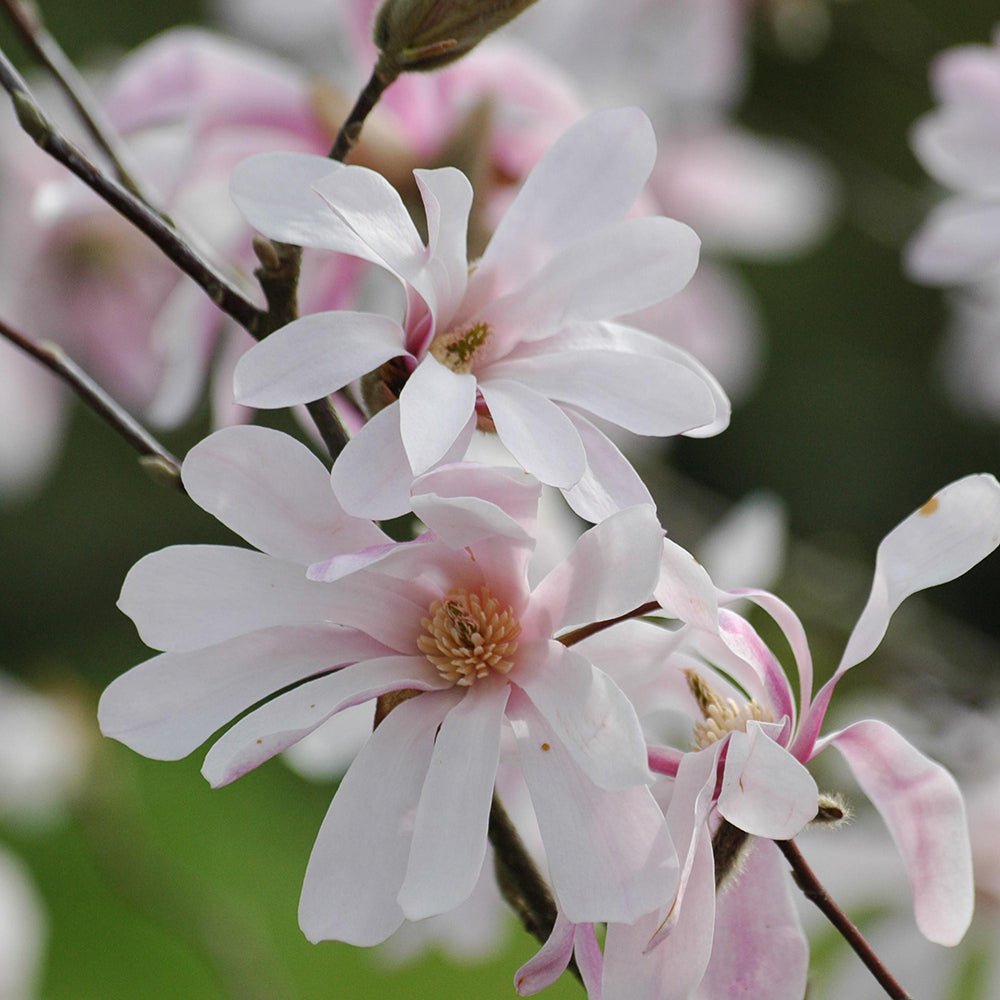 Magnolia roz-pal Leonard Mesel
