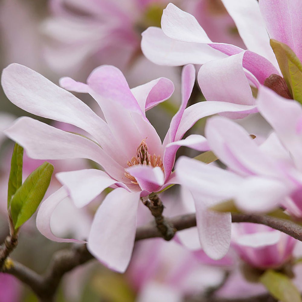 Magnolia roz-pal Leonard Mesel