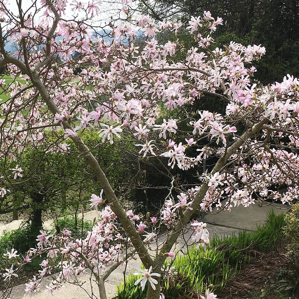 Magnolia roz-pal Stelata Rosea