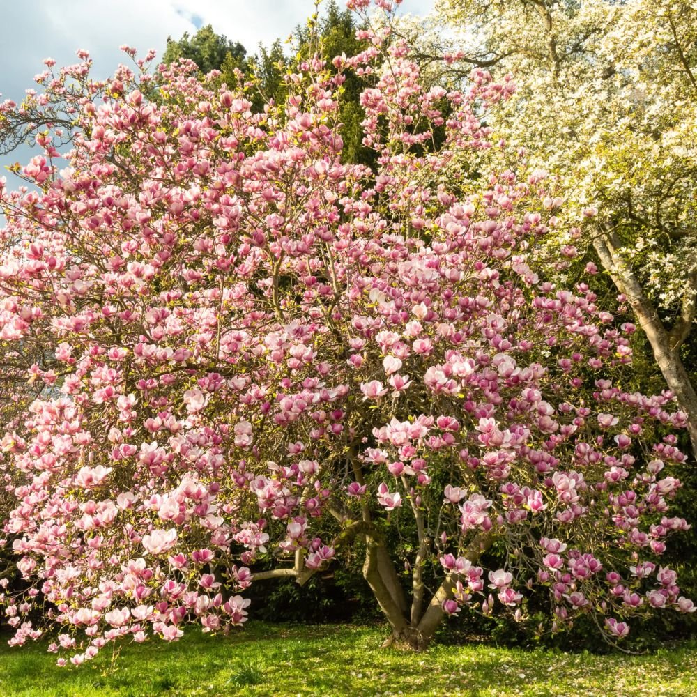 Magnolia roz-alb Soulangeana - Tip copac