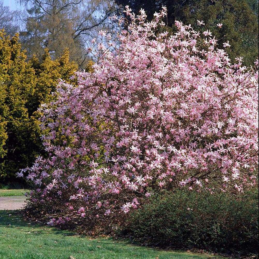 Magnolia roz-pal Leonard Mesel