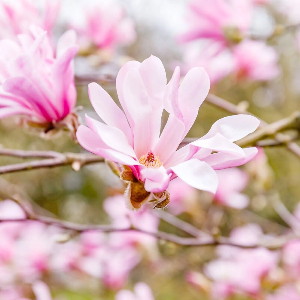 Magnolia roz-pal Leonard Mesel