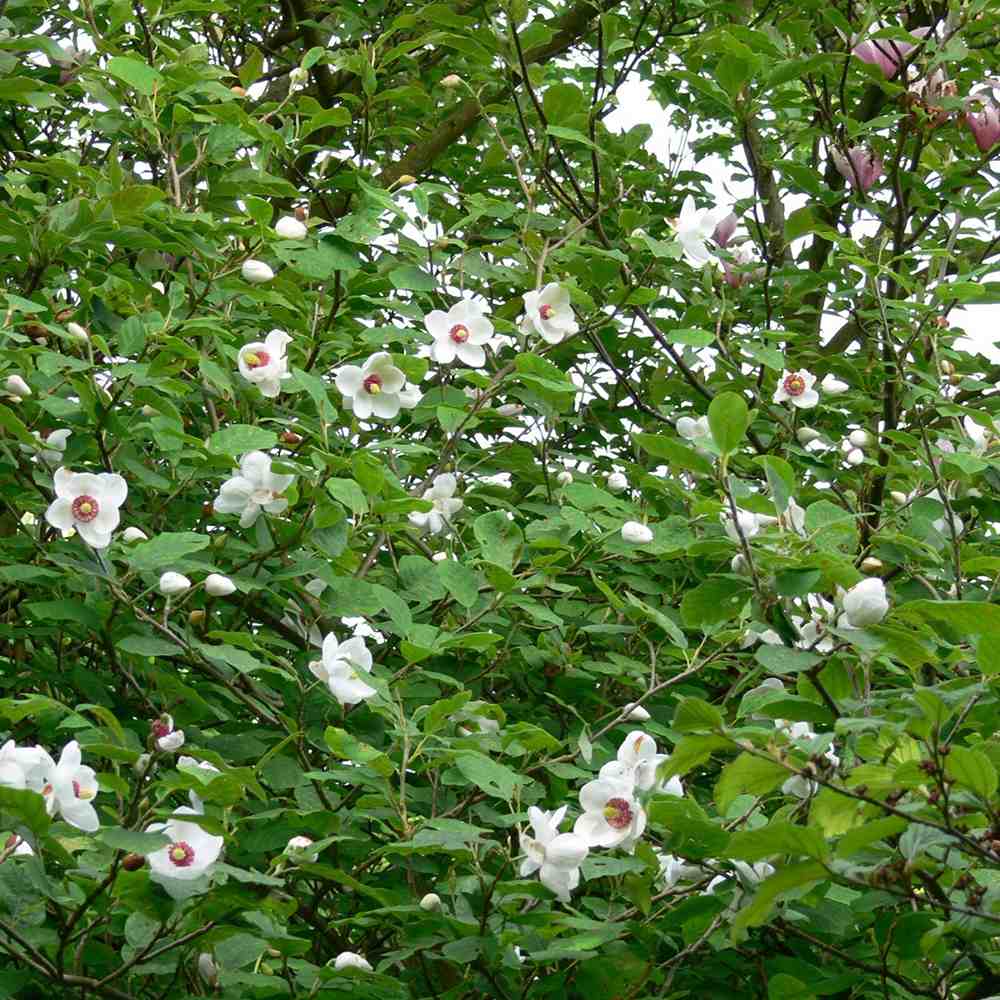 Magnolia Sieboldii cu Flori Albe