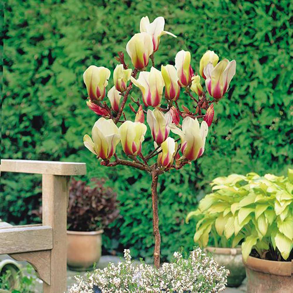 Magnolia Sunrise, cu flori roz-crem si galben
