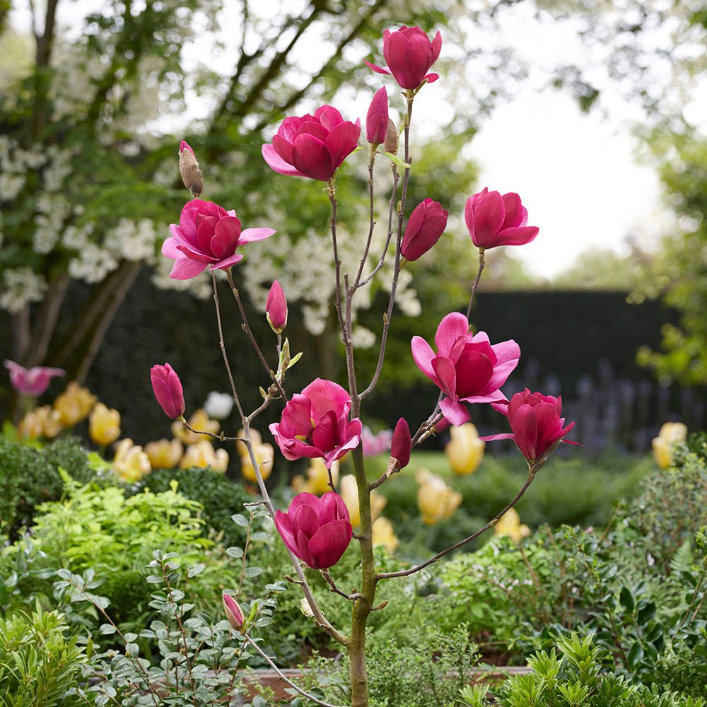 Magnolia violeta Emperor PBR