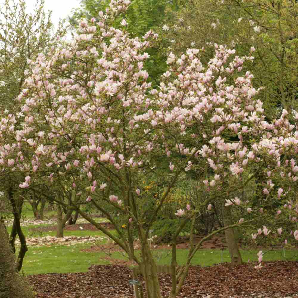 Magnolia alba-Roz George Henry Kern - Tip Copac