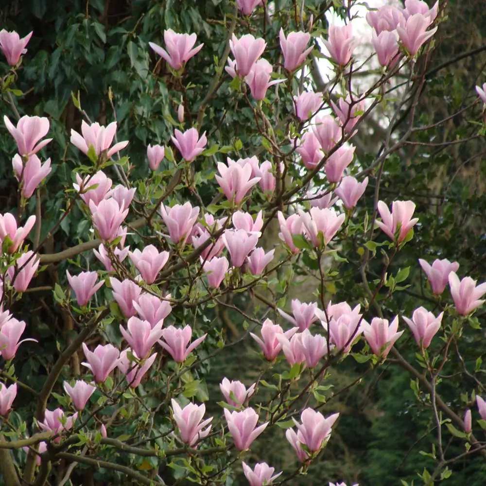 Magnolie soulangeana Heaven Scent, flori parfum intens roz alb, arbust ornamental elegant
