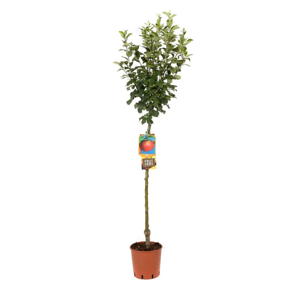 Mar (Malus) Annurca, cu fructe rosii dulci-acide, an 3 pe rod