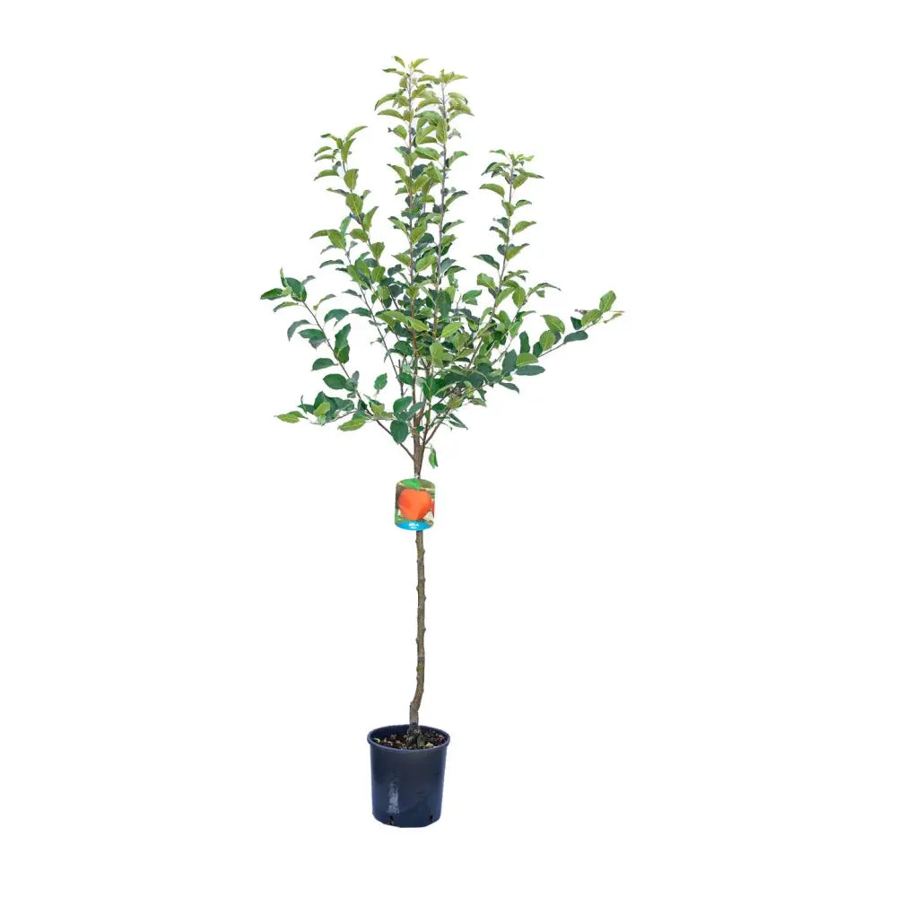 Mar Gala (Malus Royal), fructe rosii-dulci cu usoare note de vanilie si condimente, an 3 pe rod