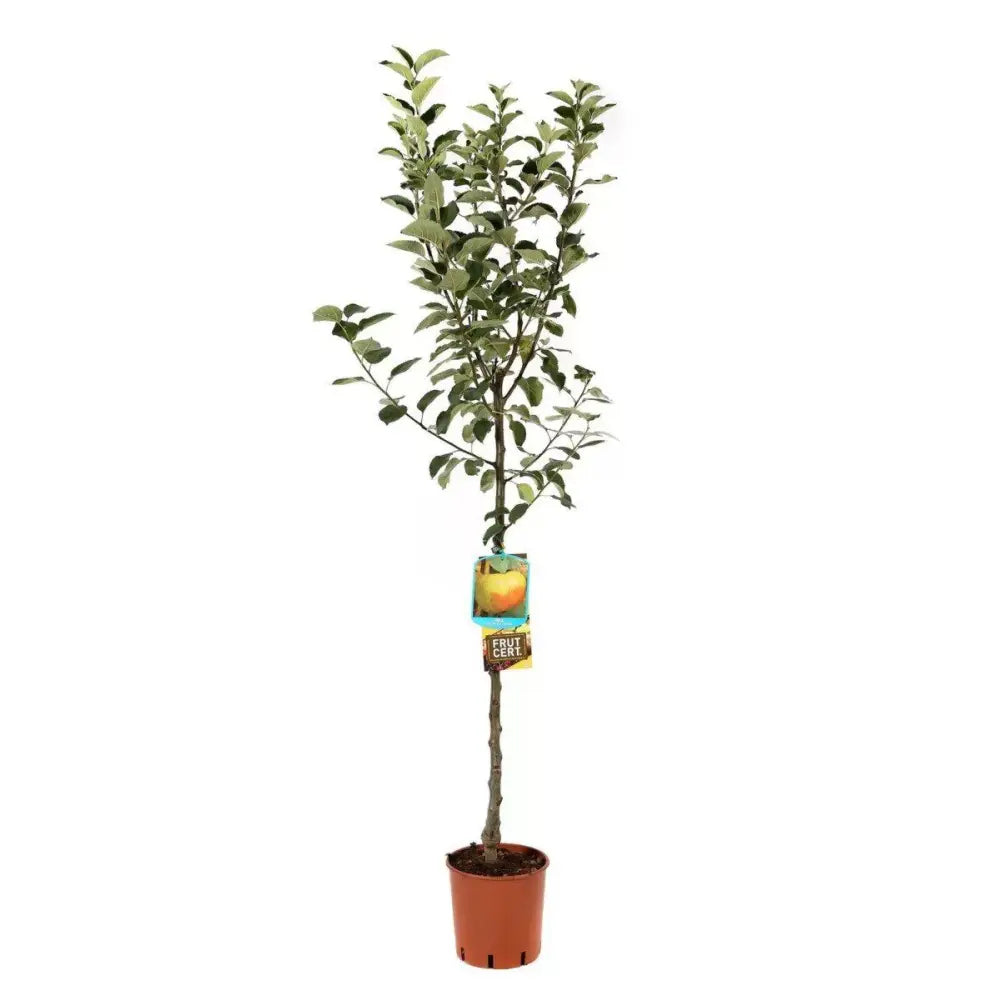 Mar (Malus) Renetta Del Canada, cu fructe verzi-galbui dulci-acrisor, an 3 pe rod