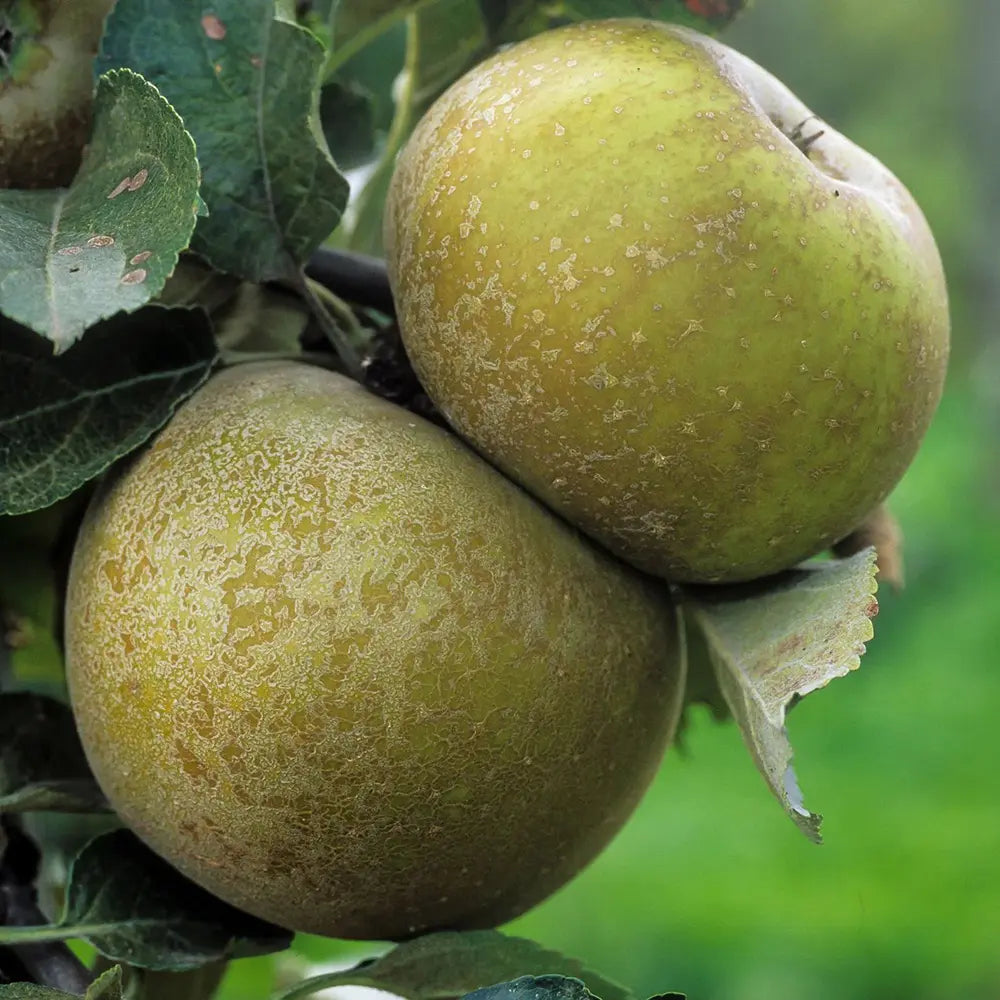 Mar (Malus) Renetta Del Canada, cu fructe verzi-galbui dulci-acrisor, an 3 pe rod