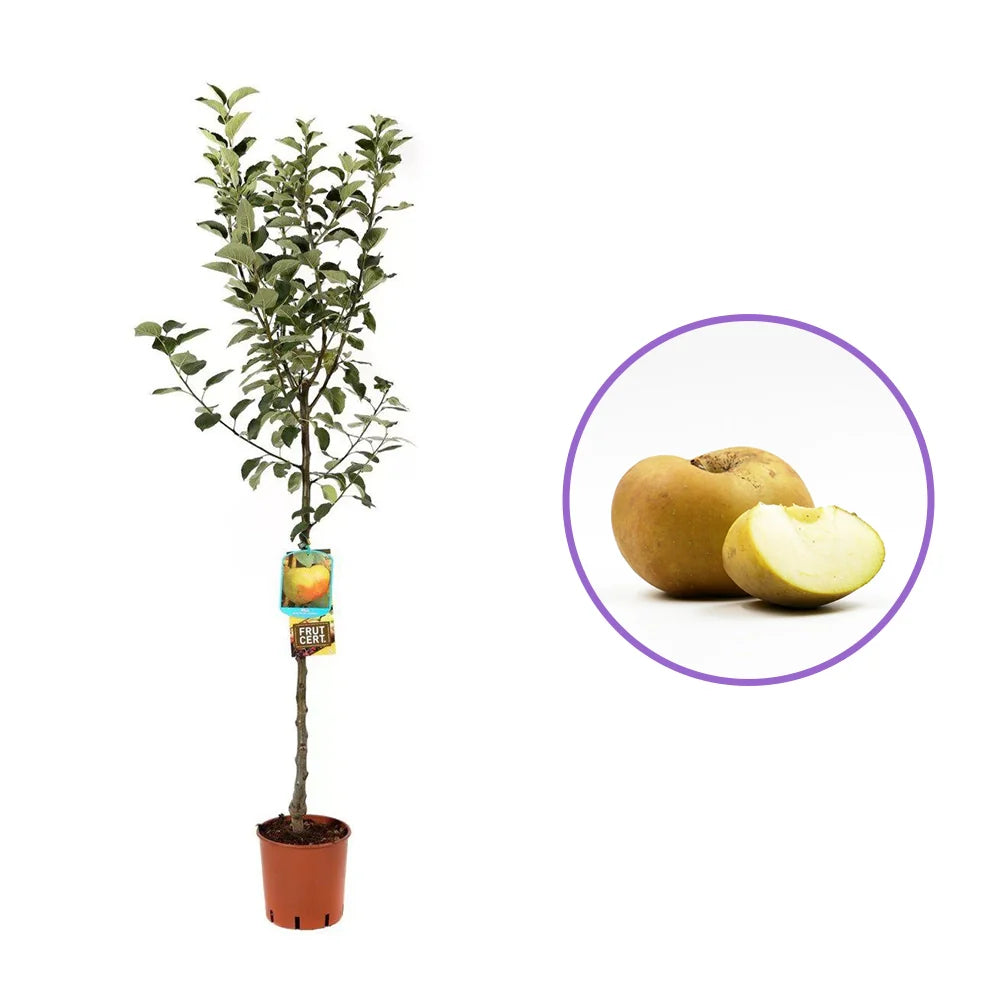 Mar (Malus) Renetta Del Canada, cu fructe verzi-galbui dulci-acrisor, an 3 pe rod