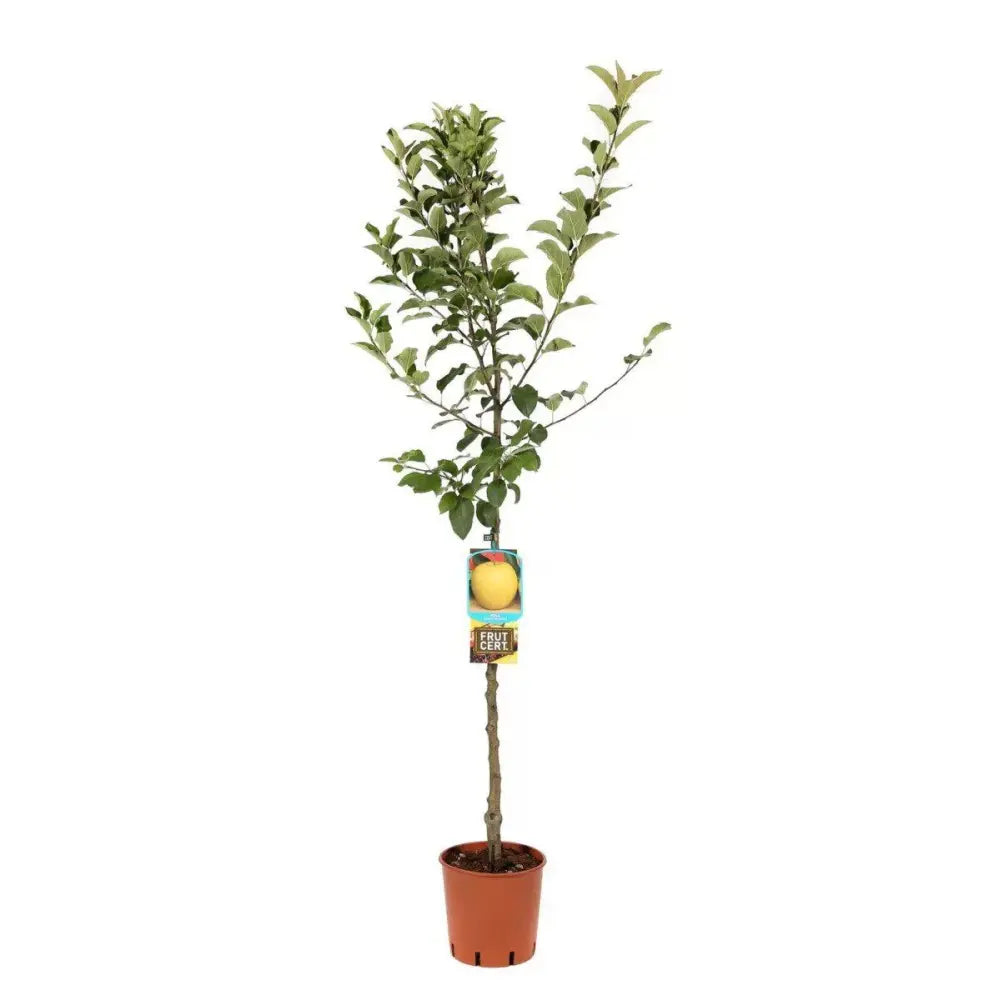 Mar (Malus) Golden, cu fructe aurii dulci-crocante, an 3 pe rod