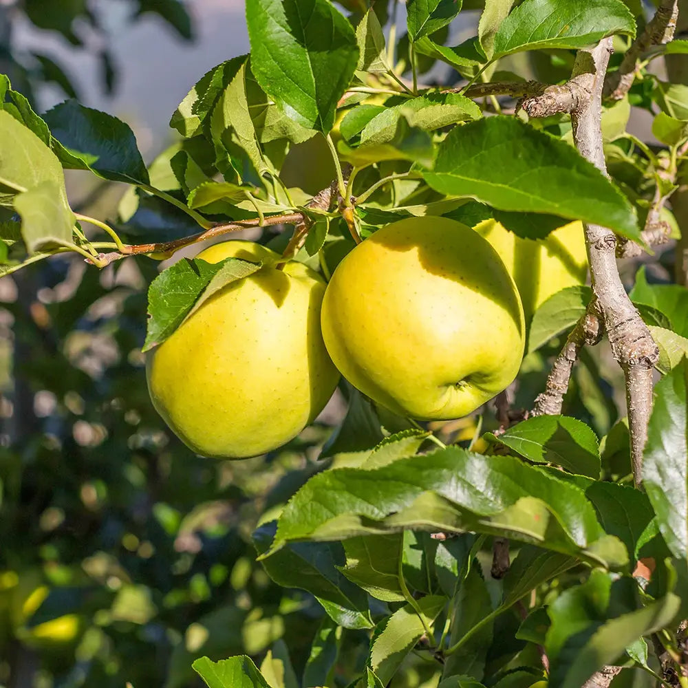 Mar (Malus) Golden, cu fructe aurii dulci-crocante, an 3 pe rod