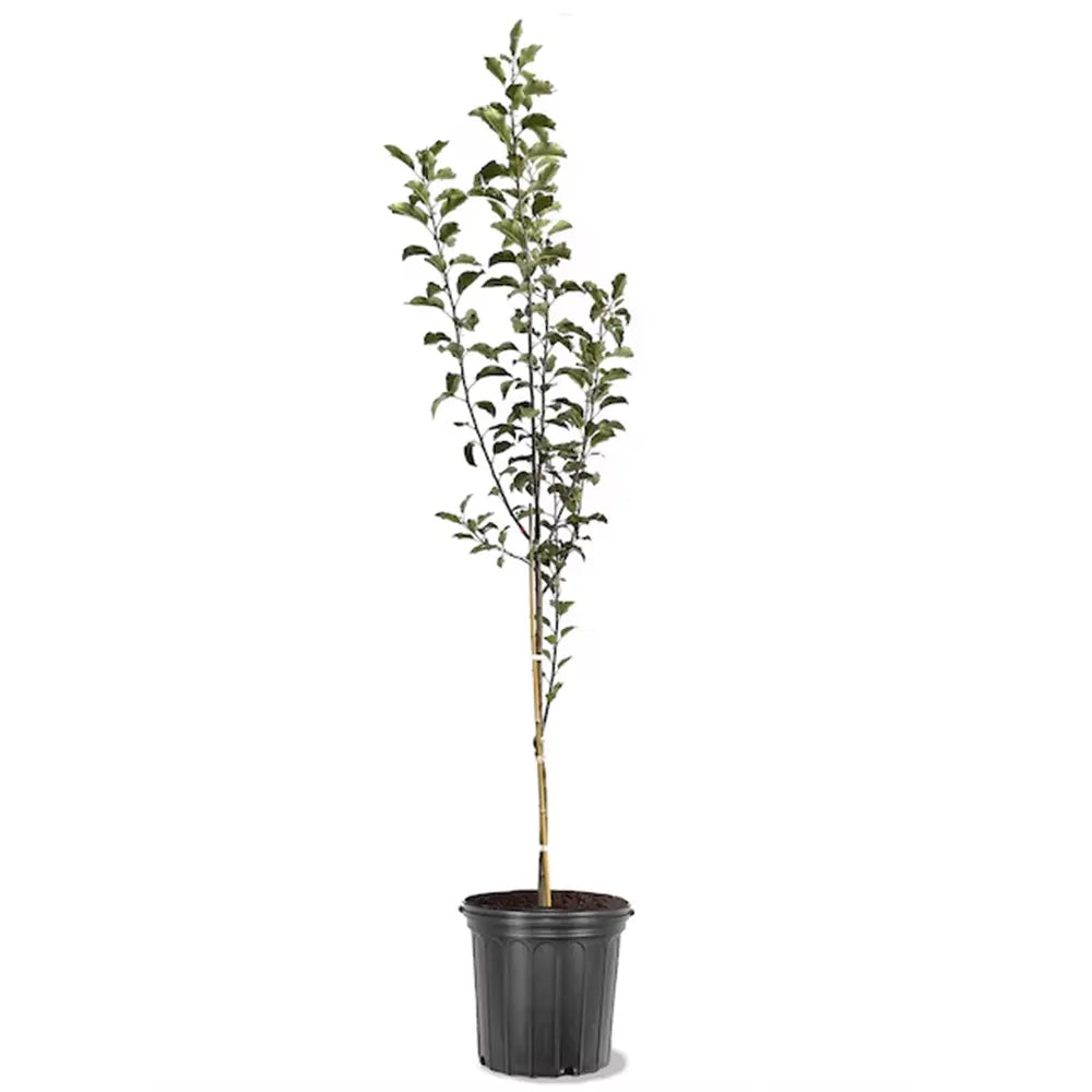 Mar Red Rome (Malus), pom fructifer mere rosii dulci tarziu rezistent