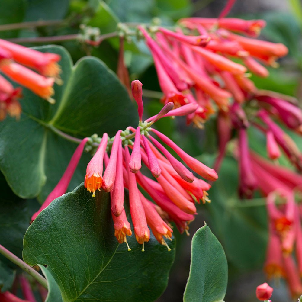Mana Maicii Domnului/Caprifoi (Lonicera) Dropmore Scarlet, cu flori rosii, cataratoare