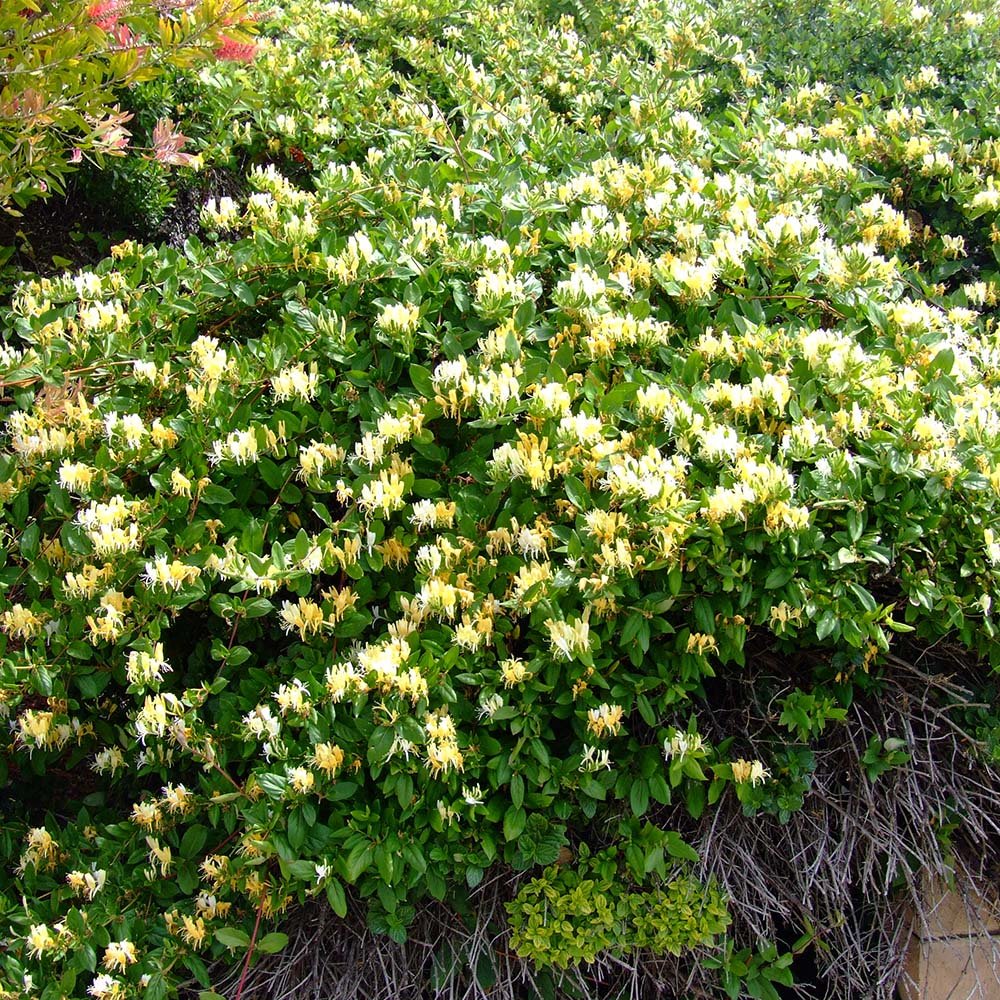 Mana Maicii Domnului/Caprifoi (Lonicera) Halliana, cu flori alb-galben, cataratoare