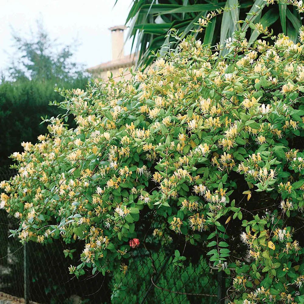 Mana Maicii Domnului/Caprifoi (Lonicera) Halliana, cu flori alb-galben, cataratoare