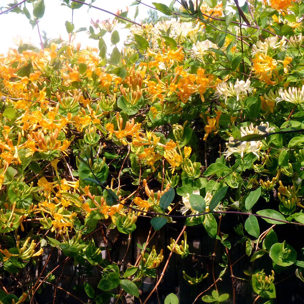 Mana Maicii Domnului/Caprifoi (Lonicera) Mandarin, cu flori portocalii, cataratoare