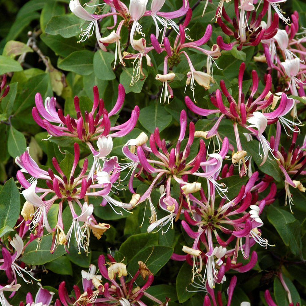 Mana Maicii Domnului/Caprifoi (Lonicera) Serotina, cu flori rosu-inchis-mov, cataratoare