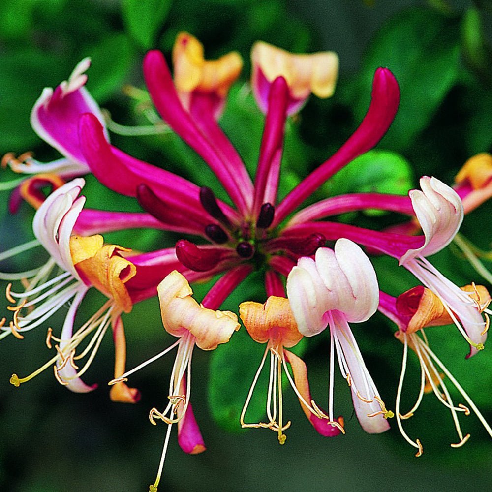 Mana Maicii Domnului/Caprifoi (Lonicera) Serotina, cu flori rosu-inchis-mov, cataratoare