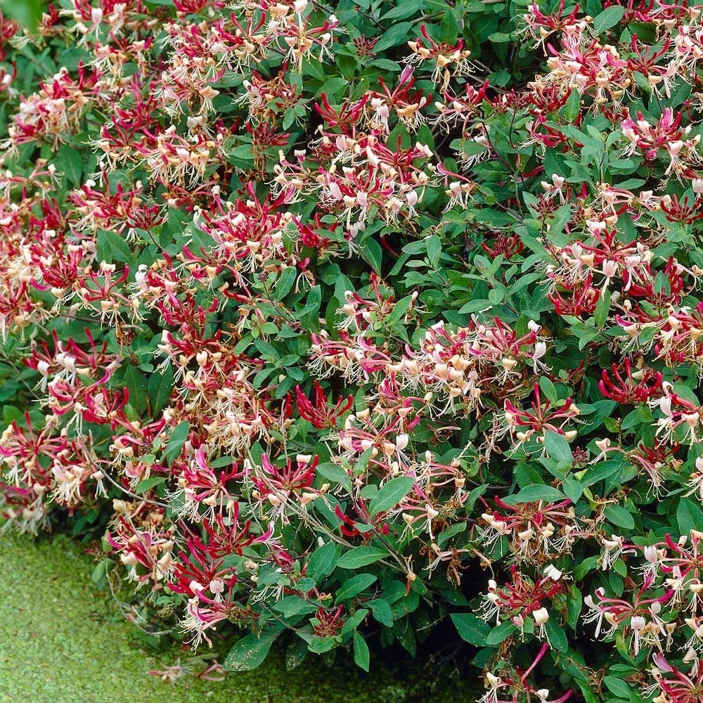 Mana Maicii Domnului/Caprifoi (Lonicera) Serotina, cu flori rosu-inchis-mov, cataratoare