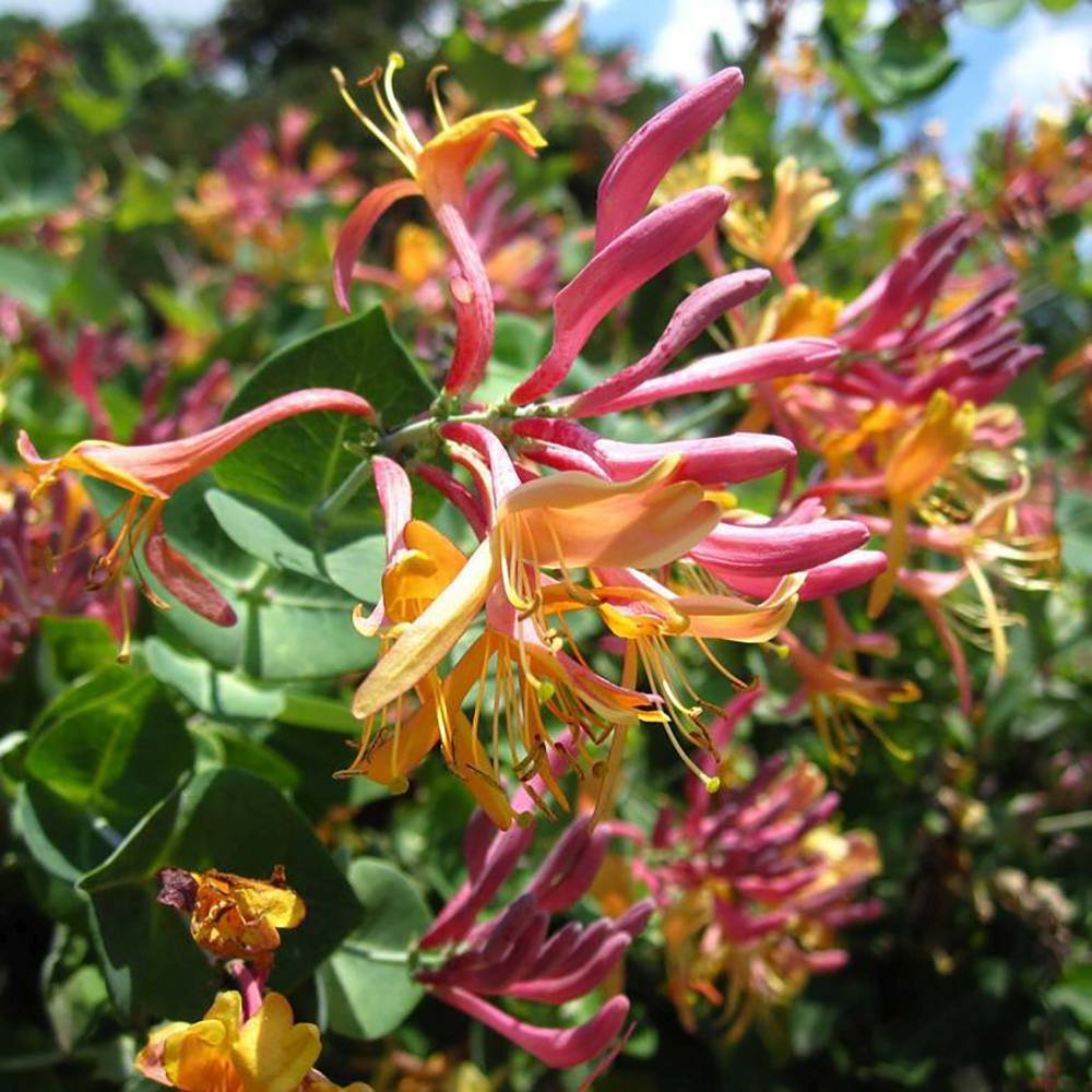 Mana Maicii Domnului/Caprifoi (Lonicera) American Beauty, cataratoare