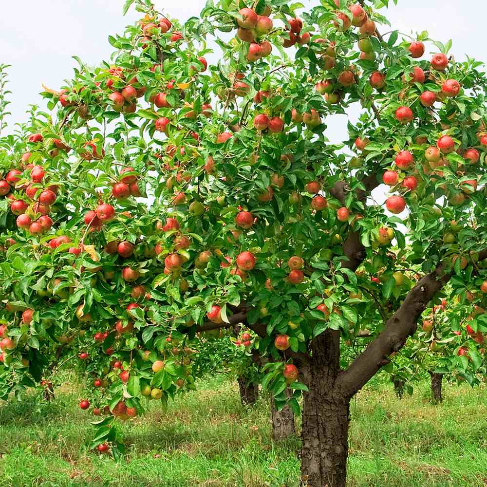 Mar Braeburn (Malus), cu fructe dulci-acrisori