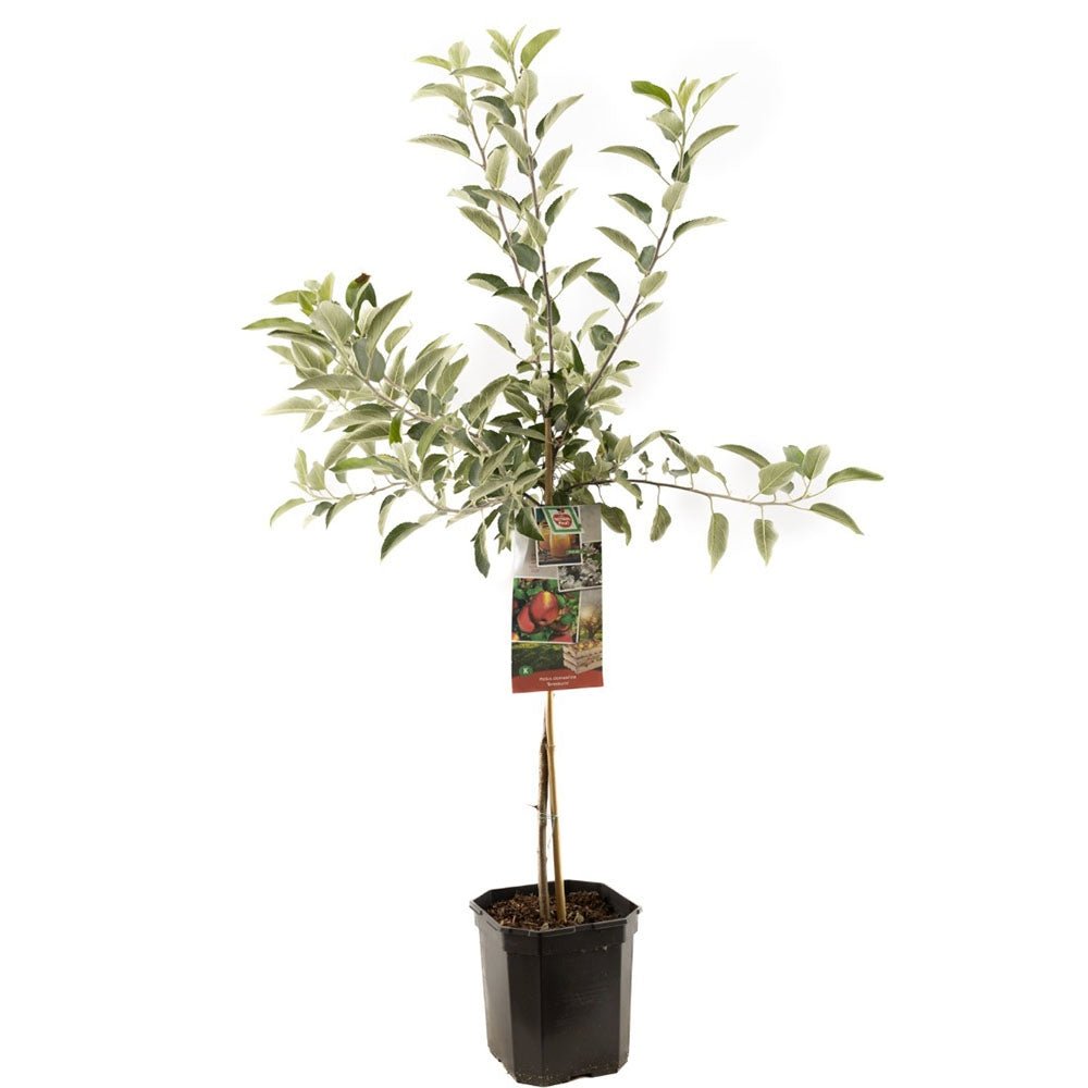 Mar Braeburn (Malus), cu fructe dulci-acrisori