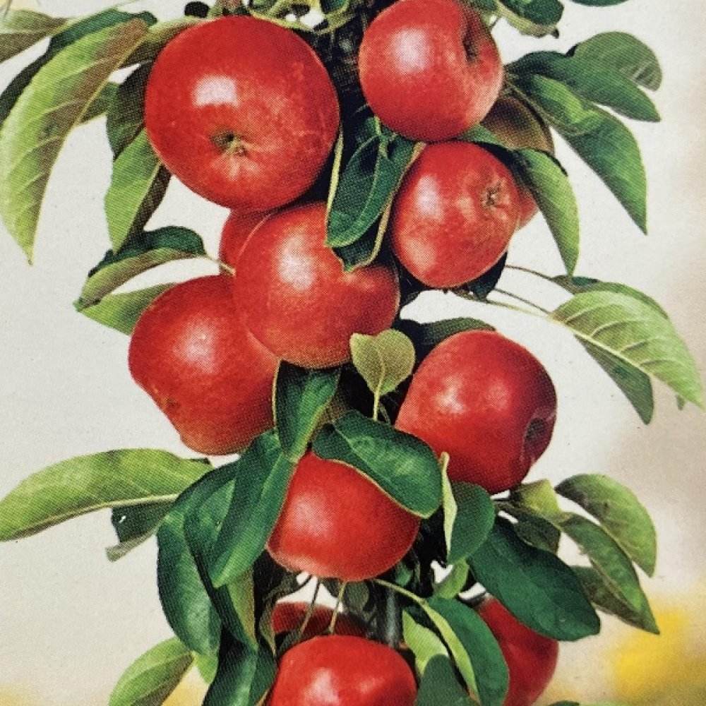 Mar Columnar (Malus) Redcats, cu fructe dulci-acrisor rosii