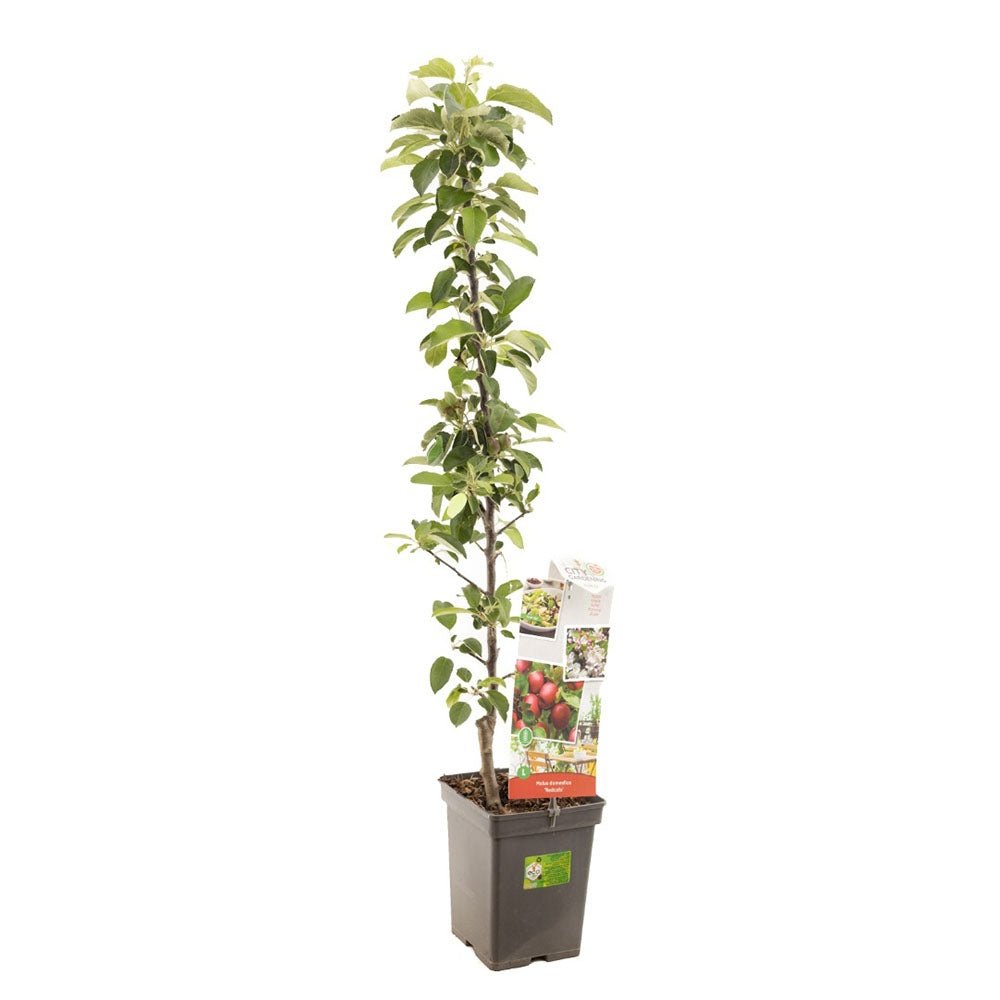 Mar Columnar (Malus) Redcats, cu fructe dulci-acrisor rosii