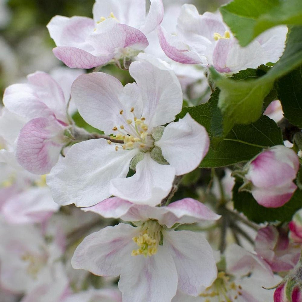 Mar Elstar (Malus Domestica), cu fructe dulci-acrisoare rosii