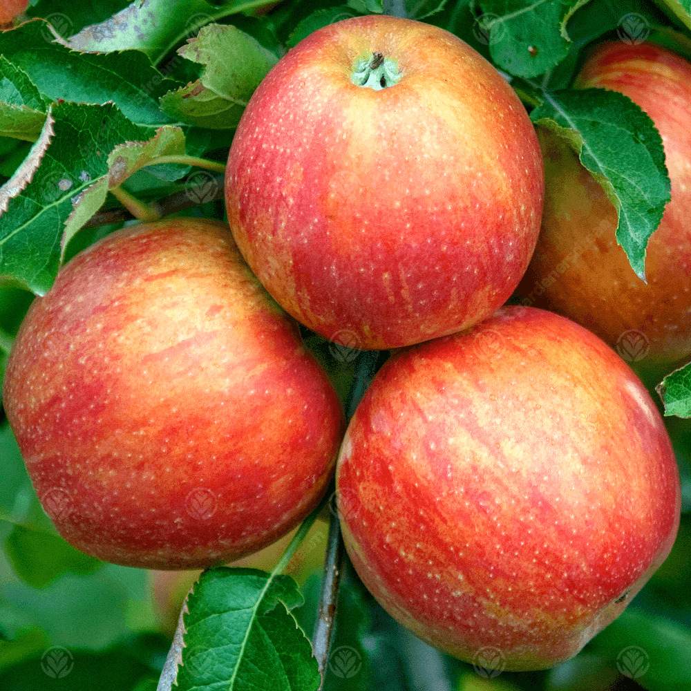 Mar Jonagold (Malus domestica), cu fructe dulci-acrisor