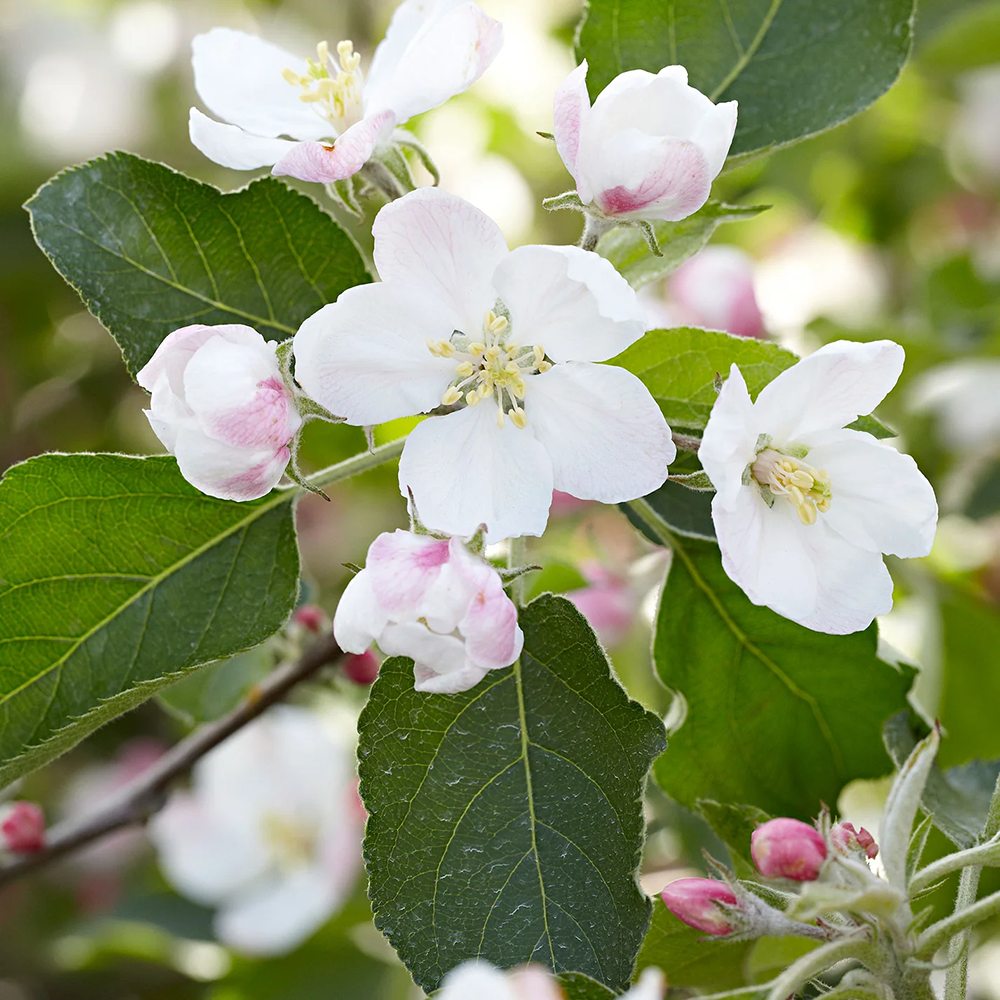 Mar Jonagold (Malus domestica), cu fructe dulci-acrisor