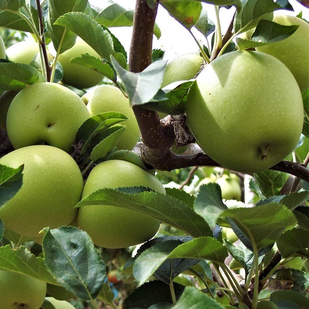 Mar (Malus) Granny Smith, cu fructe dulci-acidulat
