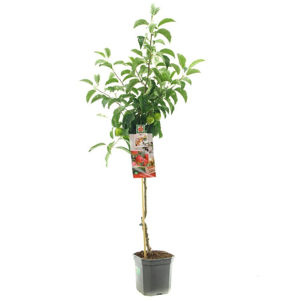 Mar (Malus) Pinova, cu fructe dulci-acrisor portocalii-roscat