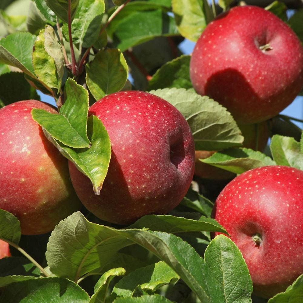 Mar Rode Boskoop (Malus), cu fructe dulci rosii
