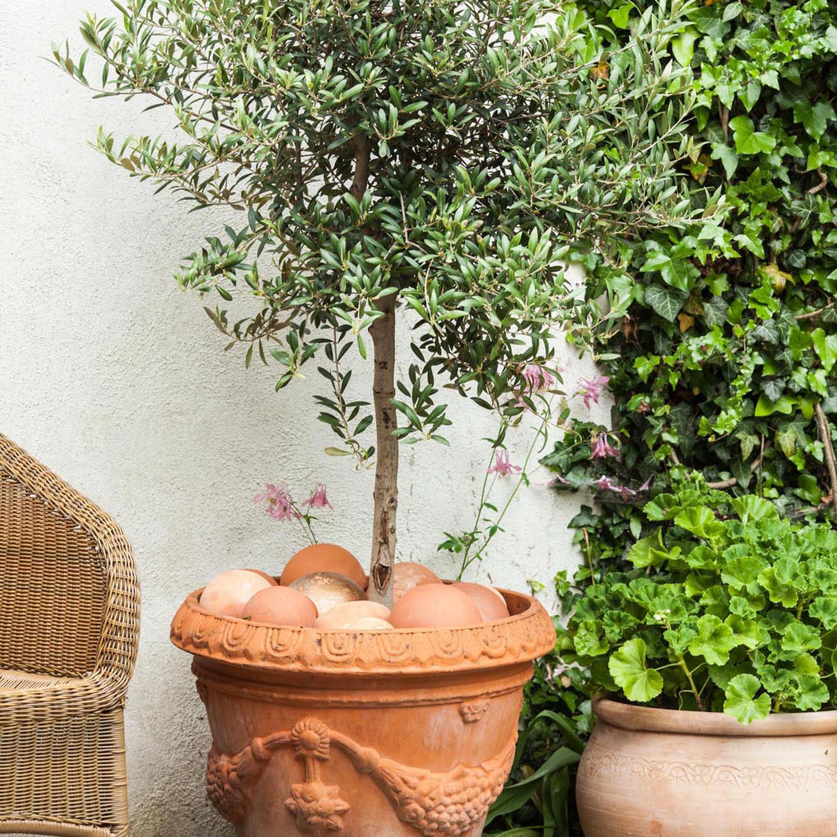 Maslin European 90 cm, aclimatizat