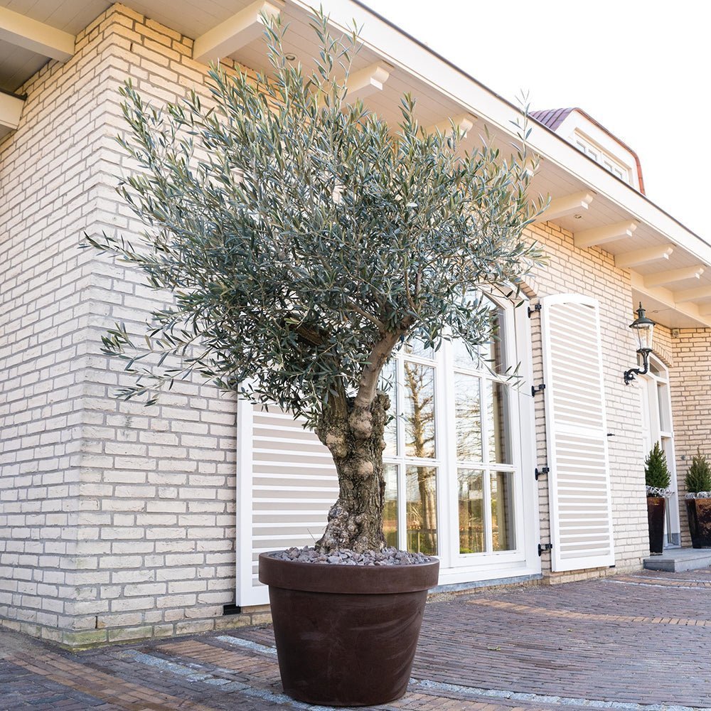 Maslin European 180-200 cm, aclimatizat
