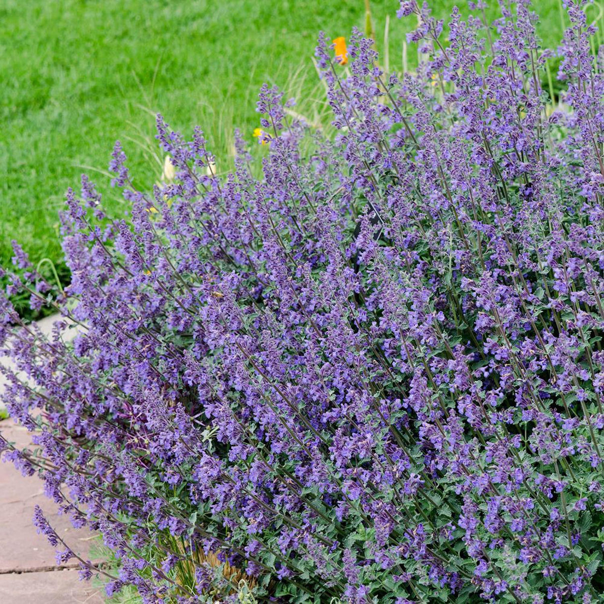 Menta Pisicii, Iarba Matei, Catusnica (Nepeta) Six Hills Giants- Aroma Intens