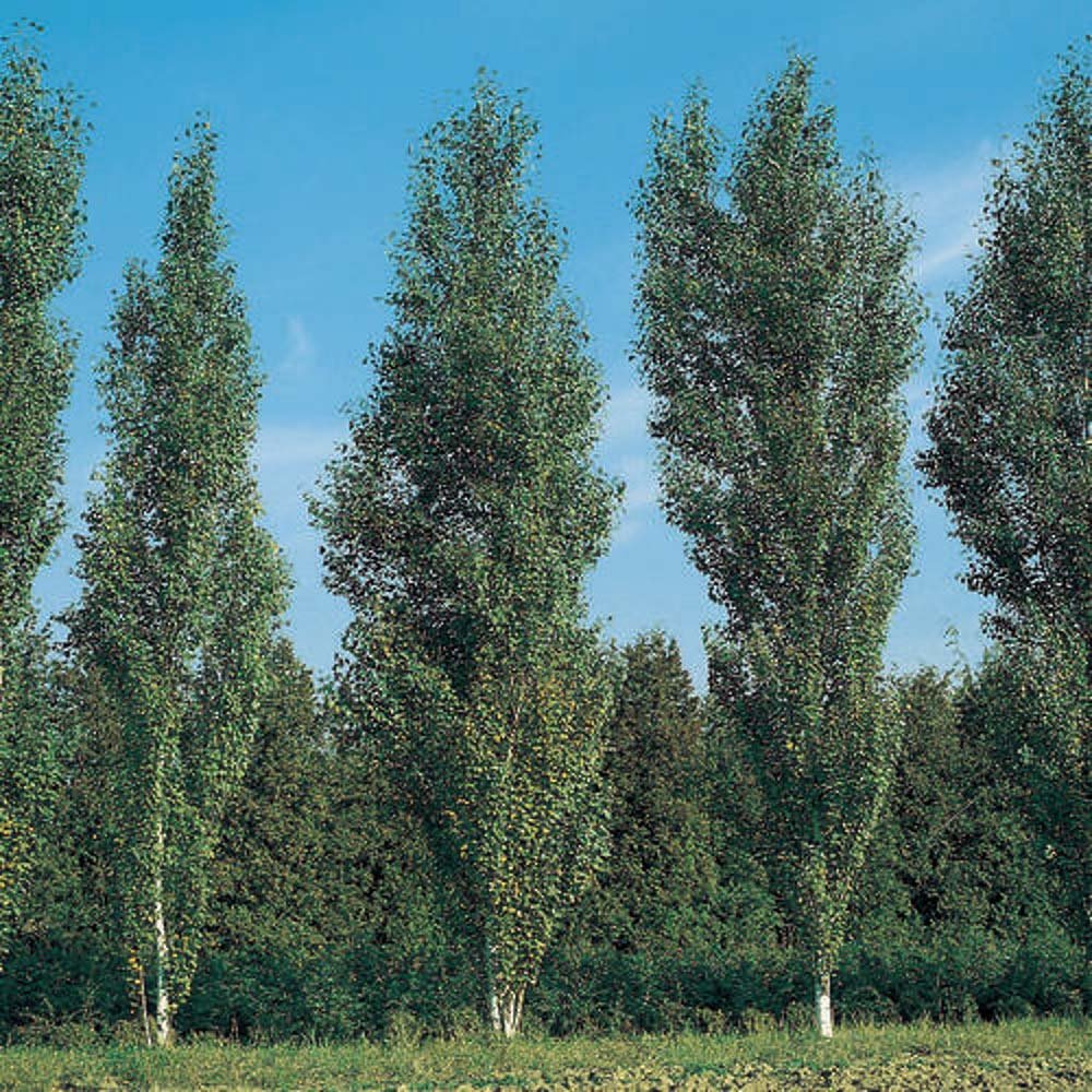 Mesteacan alb Columnar (Betula Fastigiata)