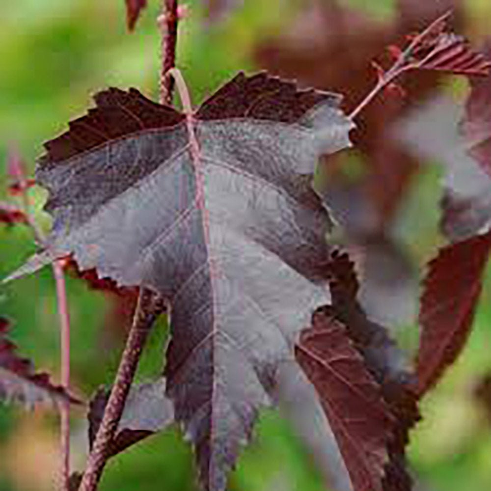 Mesteacan Rosu Royal Frost